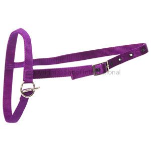 Halter Nylon Calf Leading Blue