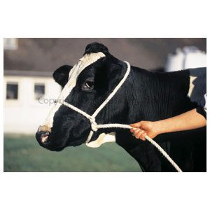 Halter Poly Rope Calf Black