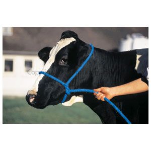 Halter Poly Rope Calf Blue