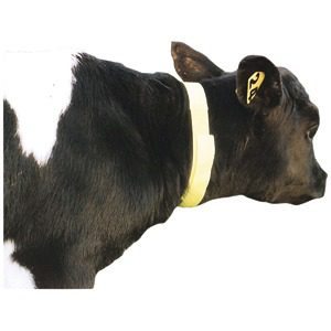 Calf Neck Bands Mixed Colour 10-pk