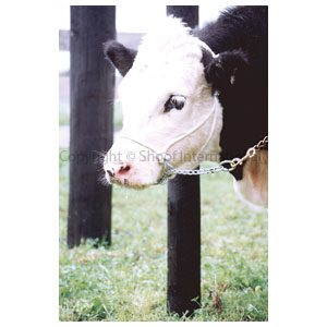 Halter Hackamore Heifer Blue