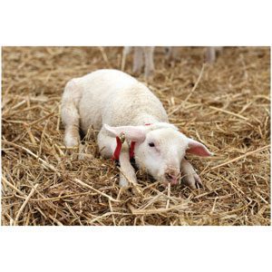 Sheep Restrainer Gambrel Small