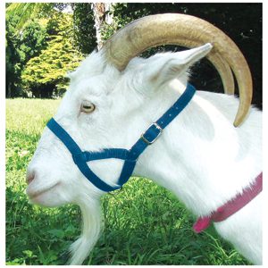 Halter Webbing Kid Blue