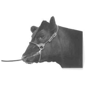 Halter Leather Calf Round Strap Black