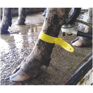 Leg Quick Strap MK2 Yellow 5-pack