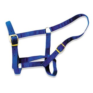 Horse Halter - Pony Blue