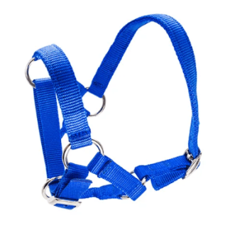 Halter for Alpacas - Blue